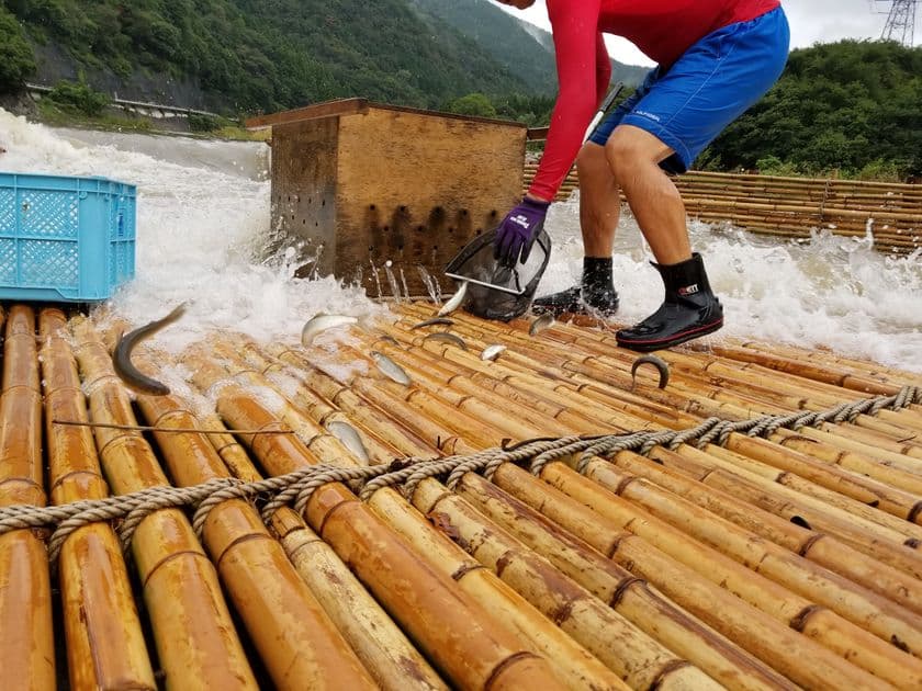 岐阜県の「天然鮎みやちか」が
天然鮎漁獲の伝統的な手法「ヤナ漁」の実態を初公開！