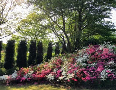 季節の花々