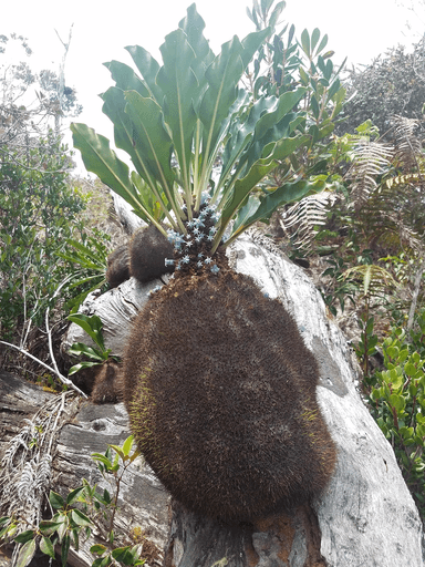 Myrmephytum arfakianum