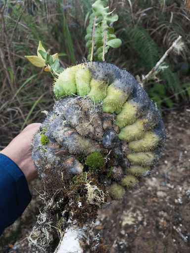 Lecanopteris darnaedii