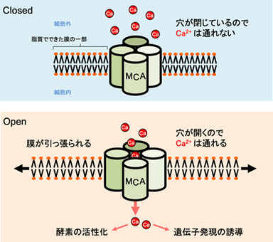 図2　MCA機械受容チャネルがCa2+を通す時の模試図