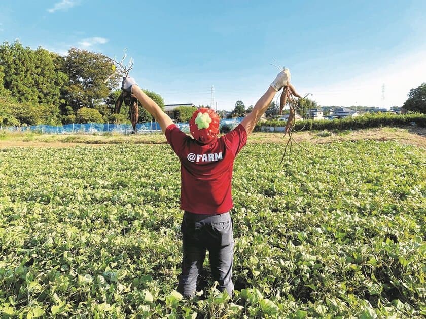 埼玉県川越市で成果物を生産・販売する＠FARMが、
11月6日にさつまいも掘り体験をオープン！
～隣接のカフェでは“おいもメニュー”が大人気！～