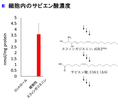 細胞内のサピエン酸濃度