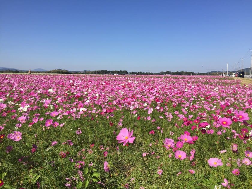 鹿児島県と鹿児島県オールトヨタ(※)によるプロジェクト
「フォトドラ～かごしまフォトドライブプロジェクト～」
鹿児島の観光資源を再発見・発掘するフォトドラアワード認定
発足より2年で100スポット達成！