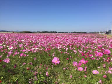 野井倉開田コスモスロード(志布志市)