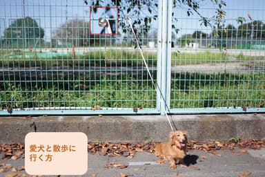 愛犬と散歩