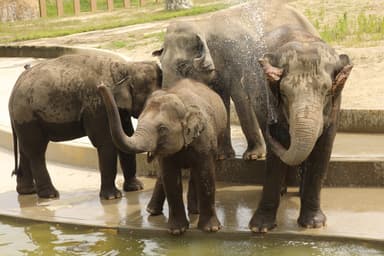 のんほいパークで飼育されているアジアゾウ