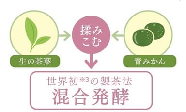 世界初の製茶法　混合発酵