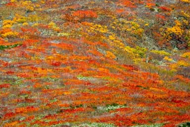 栗駒山の紅葉絨毯