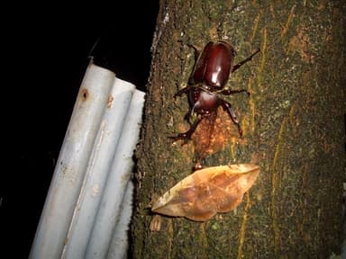 カブトムシの森へGO！