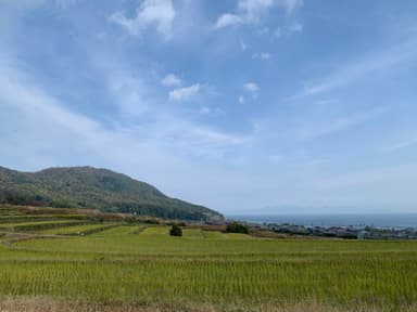 高島市鵜川の棚田(冬)