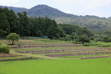 高島市鵜川の棚田(夏)