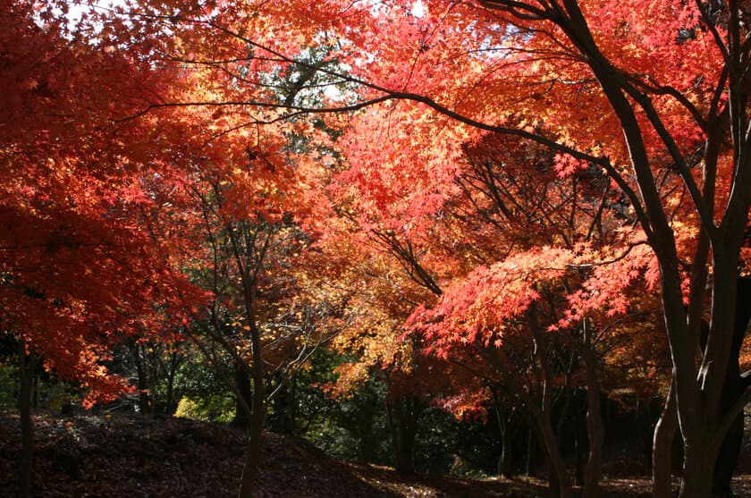 紅葉シーズン到来！静岡・伊東市の「一碧湖」＆「丸山公園」で
11月下旬～12月上旬に紅葉が見頃