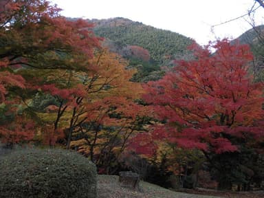 丸山公園紅葉3