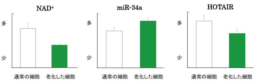 老化抑制に重要な長寿遺伝子「SIRT1」の活性化に欠かせない
「NAD+」の量を増やす2つの植物エキスを発見　
～第44回日本分子生物学会年会にて発表～