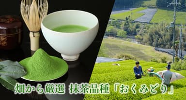 畑から選定。抹茶品種「おくみどり」の一番茶使用