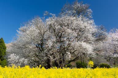 一心行の大桜