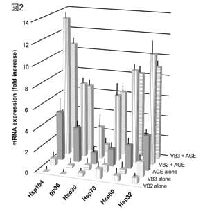抗糖化作用：Hsp-mRNAの発現(図2)