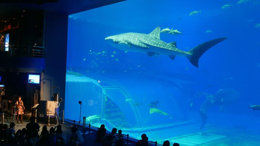 沖縄美ら海水族館は夕方からがオススメ！
美ら海ナイトアンサンブル～海と音楽のシンフォニー～　開催！！