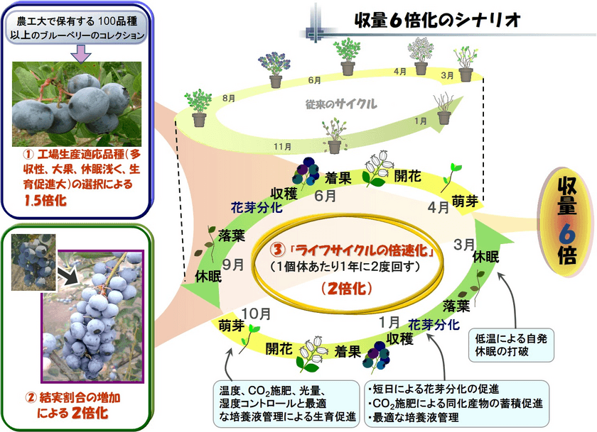 日本発で世界初！東京農工大学が冬季ブルーベリーの栽培に成功
　500円玉超クラスの“クリスピーベリー”を
伊勢丹新宿店にて12月から販売開始