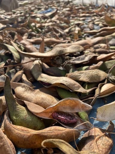 ハウスで乾燥中の花豆