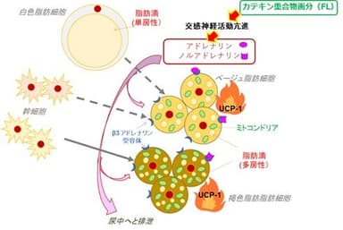 図2. カテキン重合物の脂肪褐色化メカニズム仮説(越阪部教授提供)