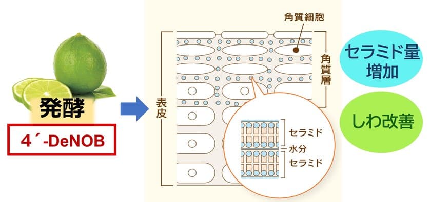 シトラス果皮発酵エキス「4'-デメチルノビレチン」が
角層セラミド量を増加させ、シワを改善させることを富士産業が発見