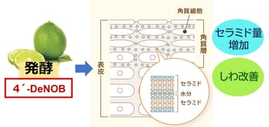 「4'-DeNOB」の肌質改善作用