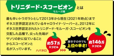 トリニダードスコーピオン　モルーガ種とは