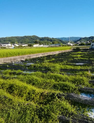 日本茜の栽培地