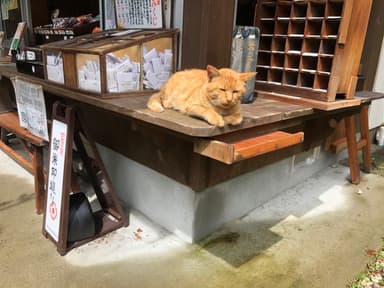 いつもお迎えする猫