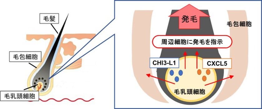 富士産業、毛組織細胞への刺激により分泌される
新たな育毛タンパクを発見　
～新たな育毛アプローチによる脱毛症に対する効果へ期待～