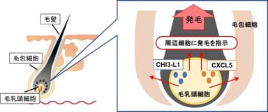 図1：毛乳頭細胞より分泌されるタンパク質「CHI3-L1」「CXCL5」が発毛に関与