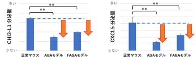 図4：脱毛症モデルマウスでは、CHI3-L1とCXCL5の分泌量が低下していることを確認