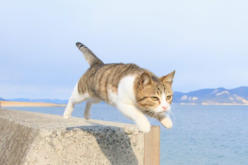 テレビ、SNSでも話題！　
猫がジャンプする瞬間をとらえた『飛び猫』の写真が大集合！
展覧会「五十嵐健太　飛び猫写真展」開催