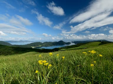 平戸いのししの野山