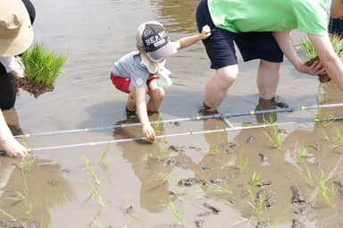 田植え