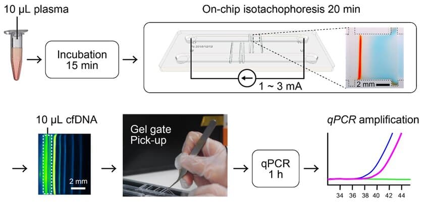 血液から病原性DNAを効率的に検出する流体装置を開発　
ヒト血漿中の短く少量の無細胞DNAを検出し
バイオマーカーとして利用