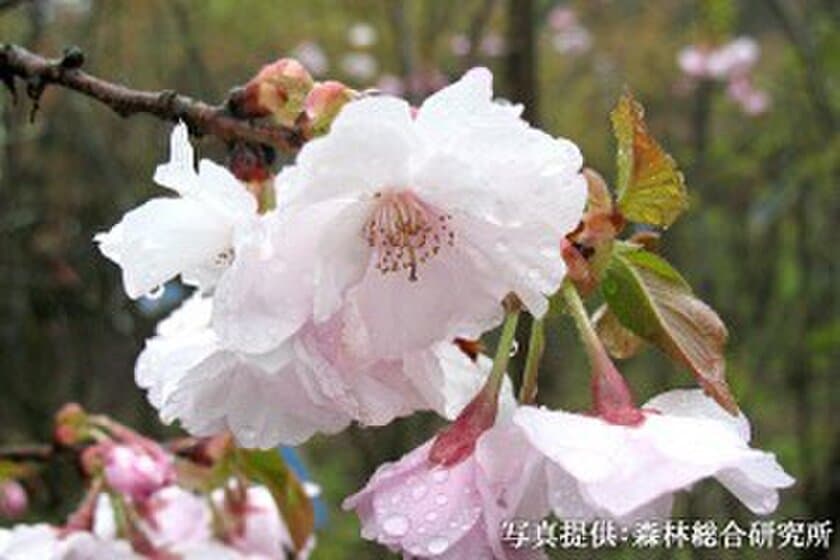 桜を通じて福島・東北等を応援する「さくらプロジェクト」　
福島で育てた桜「はるか」を宮城県気仙沼市へ寄贈