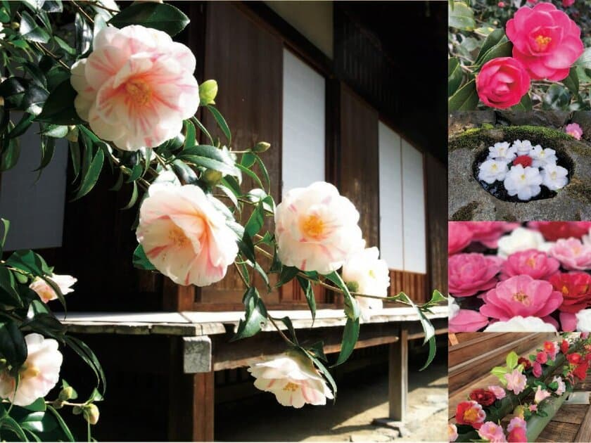 通常非公開の尼門跡寺院　京都・霊鑑寺　
～椿の咲き誇る庭園を特別公開～