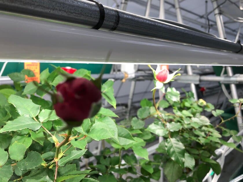 「カーボンニュートラルの薔薇」の栽培に成功　
完全LED栽培・化学農薬不使用・オーガニック！