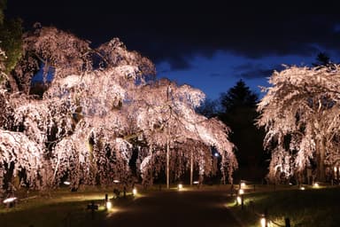 霊宝館 大枝垂れ桜