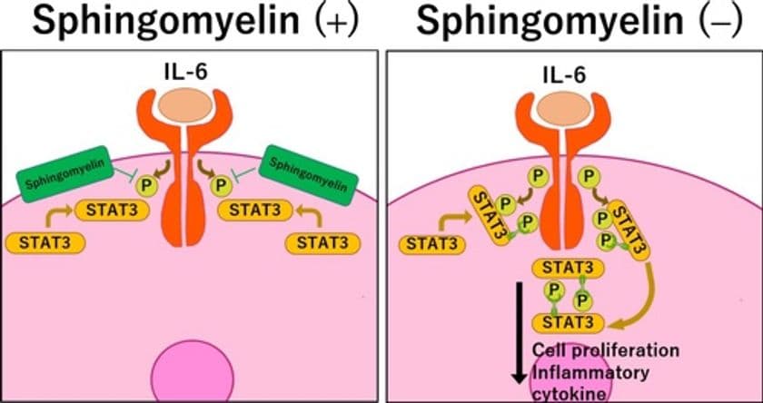 ジェヌインR&Dと麻布大学獣医学部 生化学研究室による共著論文が
アメリカの科学雑誌『The FASEB Journal』に掲載