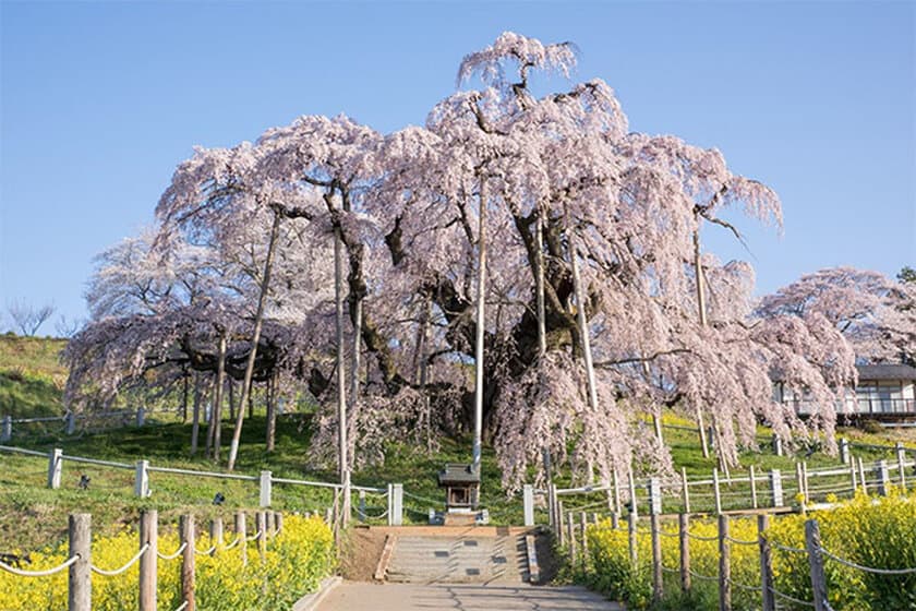 ヤマザクラやカワヅザクラ、そして日本三大桜の知名度は？
～阪急交通社が桜の木やお花見に関する調査結果を公開～