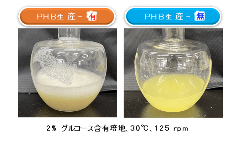 瓢箪から駒！生分解性プラスチックの微生物合成の過程で
「膜小胞の分泌生産」を世界に先駆けて発見