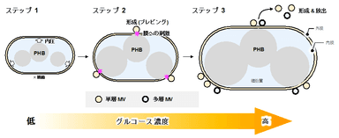 図3 PHB合成駆動型MV発生システム (PIA-MVP) の仕組み