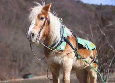 農耕馬ビンゴ