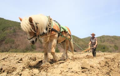 馬耕