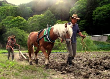 家族馬耕