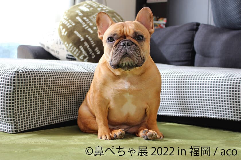 ＜福岡初＞ パグ、シーズーなど“ぶひカワ”鼻ぺちゃ犬作品大集結　
「鼻ぺちゃ展 2022 in 福岡」4/2～開催！限定グッズや先着特典も